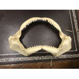 A taxidermy of a shark's jaws