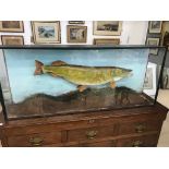 A large cased taxidermy of a pike H57cm x W137cm x d23cm CONDITION REPORT: