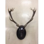 A large wall-mounted stag's head
