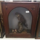 A cased taxidermy of a kestrel H47.5cm x 40.