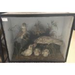 A cased taxidermy of merlins and chicks H44cm x W55cm