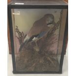 A cased taxidermy of a jay