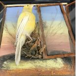 A cased taxidermy of a canary in a broken case