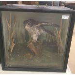 A cased taxidermy of a sparrowhawk