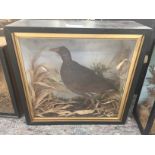 A cased taxidermy of a moorhen, attributed to H H Kew, Taxidermist, Ramsgate, Louth,