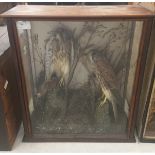 A cased taxidermy of a pair of kestrels