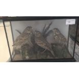 A cased taxidermy of three corn buntings