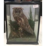 A cased taxidermy of a long eared owl bearing a label; for G.A.