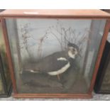 A cased taxidermy of a lapwing