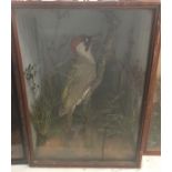 A cased taxidermy of a green woodpecker by J A Cole, Norwich H37.