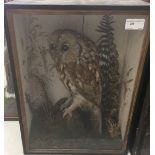 A cased taxidermy of a tawny owl H42cm xW31cm