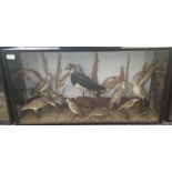 A cased taxidermy of a lapwing; together with a quantity of other seabirds H41.