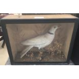 A cased taxidermy of a collared dove