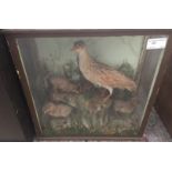 A cased taxidermy of a corncrake and chick