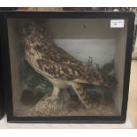 A cased taxidermy of a short eared owl