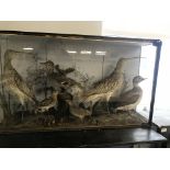 A cased taxidermy of sea estuary birds: crakes,