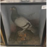 A cased taxidermy of a pigeon