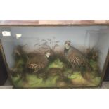 A cased taxidermy of a pair of red legged grouse
