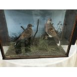 A cased taxidermy of a pair of turtle doves H36cm x W51cm