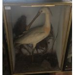 A cased taxidermy of a spoonbill H74.