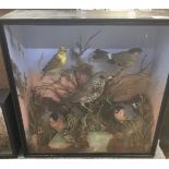 A cased taxidermy of five birds yellowhammer,