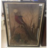 A cased taxidermy of a golden pheasant - bearing a label for W M Bazeley,