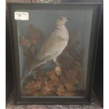 A cased taxidermy of a collared dove