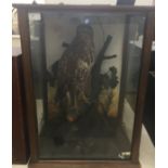 A cased taxidermy of a buzzard H65cm x W45.