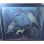 A cased taxidermy of a long rated owl,