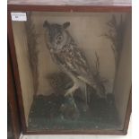 A cased taxidermy of a long-eared owl H43cm xW38cm