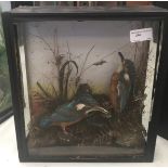 A cased taxidermy of a pair of kingfishers