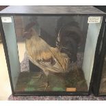 A cased taxidermy of a cockerel H46cm x W43cm