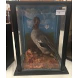 A cased taxidermy of a pintail