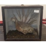 A cased taxidermy of a red legged partridge with label for A C Foot,