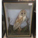 A cased taxidermy of a barn owl the verso with label for W.