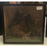 A cased taxidermy of a pair of starlings