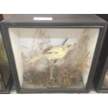 A cased taxidermy of a canary