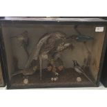 A cased taxidermy of mixed birds