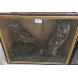 A cased taxidermy of an owl,