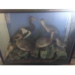 A cased taxidermy of sea birds to inc ducks etc H70cm x W93cm