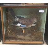 A cased taxidermy of a jay