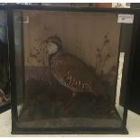 A cased taxidermy of a red legged partridge