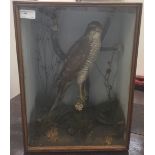 A cased taxidermy of a sparrowhawk