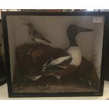 A cased taxidermy of a shoveller duck;