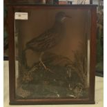 A cased taxidermy of a crake