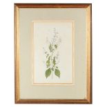 Anglo Chinese School (early 19th century): A botanical study depicting a species of Balsam,