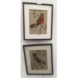 A pair of watercolour and feather studies of birds on branches,