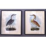 Two prints of ornithological subjects,