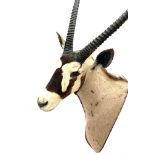 A Taxidermy of an Oryx: Shoulder mounted