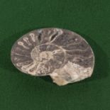 Large split polished ammonite